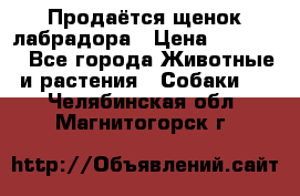 Продаётся щенок лабрадора › Цена ­ 30 000 - Все города Животные и растения » Собаки   . Челябинская обл.,Магнитогорск г.